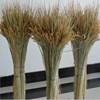 natural Dried flowers Rice Straw Paddy Mikie Bumper Agritainment Artificial Flower Dried flowers Ear of Wheat reed 100 branch