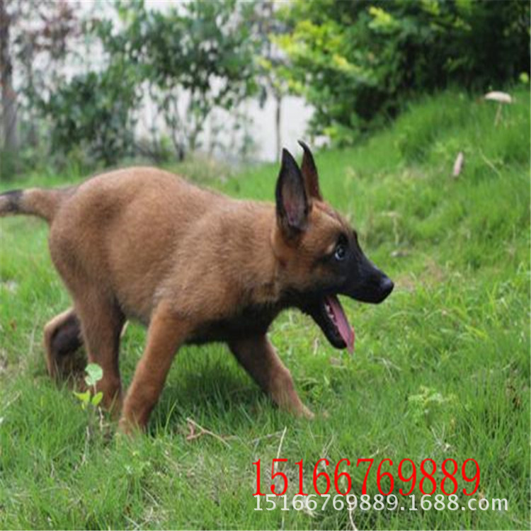 纯种马犬哪里有纯种马犬红马活体出售