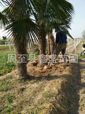 供应绿化风景树苗木棕榈树  西安绿化苗木基地棕榈树价格|ms