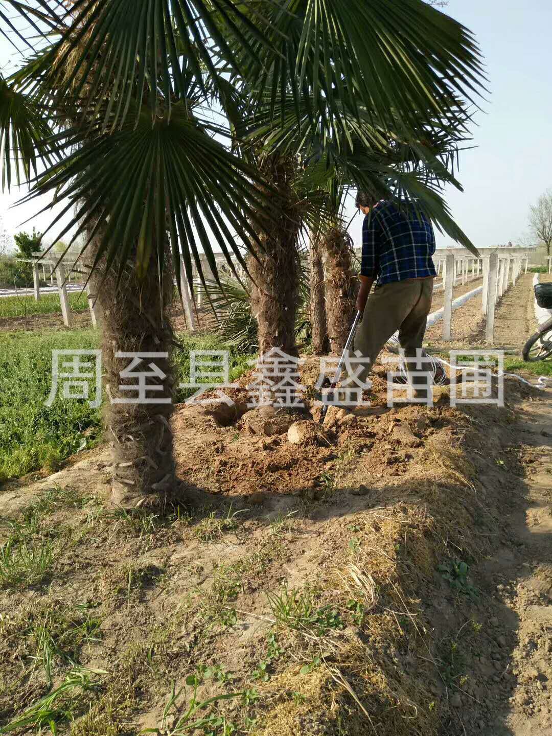 供應綠化風景樹苗木棕榈樹  西安綠化苗木基地棕榈樹價格