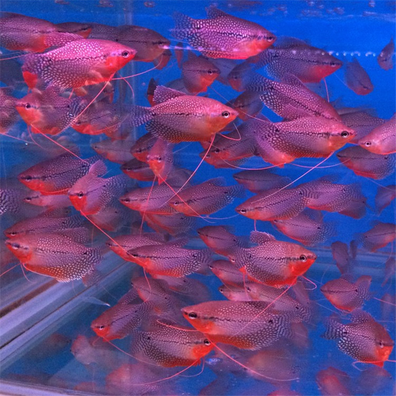 珍珠馬甲魚活體 絲足好養的魚熱帶觀賞魚包活水族世界漁場直銷