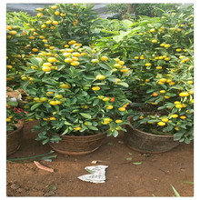 ���l����������Ӵ����� ��� �۽����� ����ֱ�l�����l؛