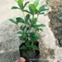球形基地地被绿化含笑