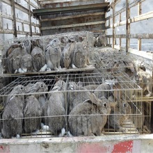 比利時小兔的價格  兔苗  純種兔養殖馴化