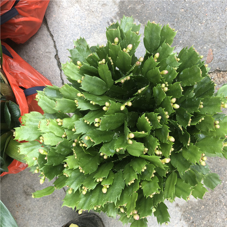 供应室内花卉多肉植物盆栽 青青花卉种植基地批发多品种蟹爪兰