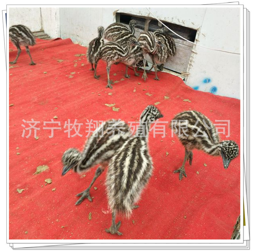 澳洲鸸鹋苗价格，买10只鸵鸟苗多少钱，非洲鸵鸟都吃什么？