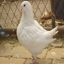 商品肉鴿批發 肉鴿種鴿一對價格 肉鴿苗 白羽王乳鴿養殖