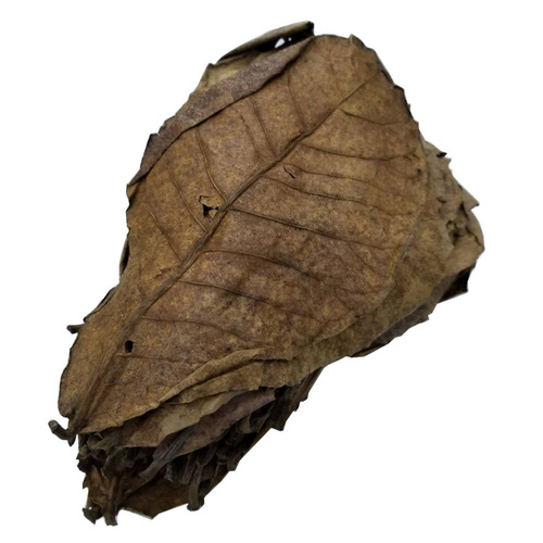 Aquarium Fish Tank Betel Leaf Water pH Small Scale Treatment Soft Water Acid Control Betta Fish Lazy Person