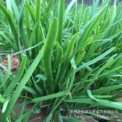 农家自种自产青菜现摘现发大叶小叶韭菜韭黄新鲜绿色蔬菜批发配送