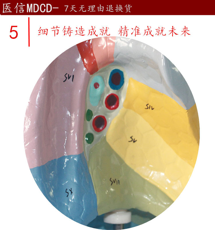 专业生产 人体肺段分区模型 呼吸系统肺 人体解剖模型教学-阿里巴巴