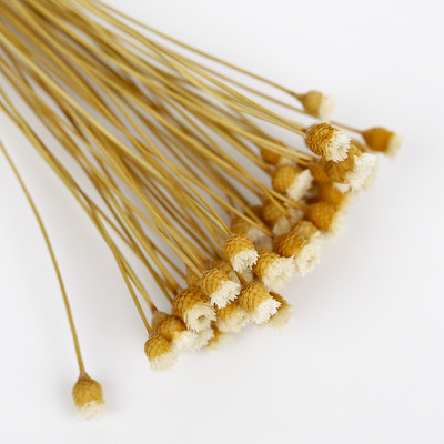 快乐花巴西天然干花花束 家居装饰真花diy插花永生花批发拍摄道具|ru