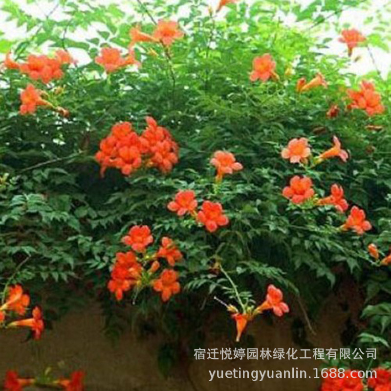 基地批发 美国凌霄花苗 庭院爬藤花卉 当年开花凌霄树苗攀爬花卉