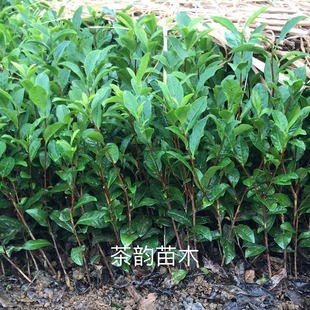 Sichuan Tea Searglings Основные оптовые крупные оптовые крупные саженцы породы новые продукты различных чайных саженцев.