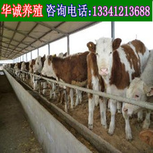 现在改良西门塔尔成年牛可以涨到多少斤多少钱一头大型肉牛养殖场