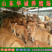 四川重庆适合养殖什么样的牛 改良新品小牛苗哪个品种好纯种黄牛