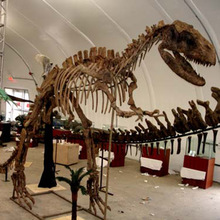 大型仿真恐龙玻璃钢骨骼化石恐龙仿真骨架摆件橱窗博物馆商圈化石
