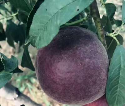 黑皇後黑桃桃樹苗 白如玉桃樹苗 昌泰農業培育優良品種 好種植