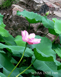 ���۸��壬���S���w���S�ң�3D����Ƭӡˢ���a�S��ֱ�N