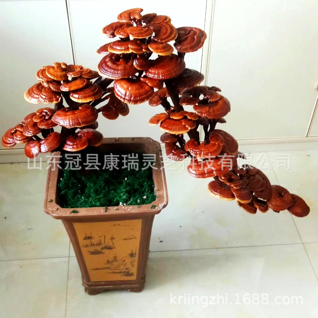 冠县康瑞灵芝盆景 山东灵芝 灵芝盆栽 灵芝摆饰 灵芝花 灵芝造型-阿里巴巴