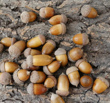 Ȼ͹ɭС[DIY ƤĔz ZAKKAs؛bƷ