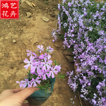 基地供应优质芝樱宿根花卉 盆栽花坛绿化青州芝�；� 量大优惠