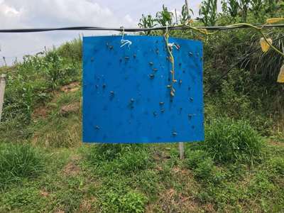 中昆厂家供应多种质量的信息素25*15粘虫板 诱虫黄板蓝板|ru