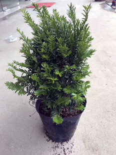 ���������҃������ԾGֲ���܈@�־G�� ������ľ 180���ͼt��ɼ