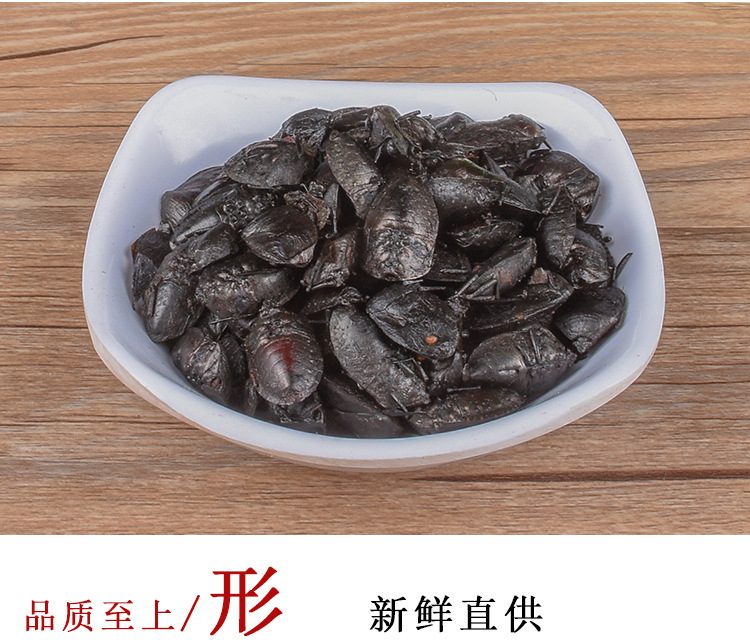 Jiu Xiang Chong (Aspongopus chinensis) — Dried Food-Herb Insect for TCM Decoction & Wellness key features