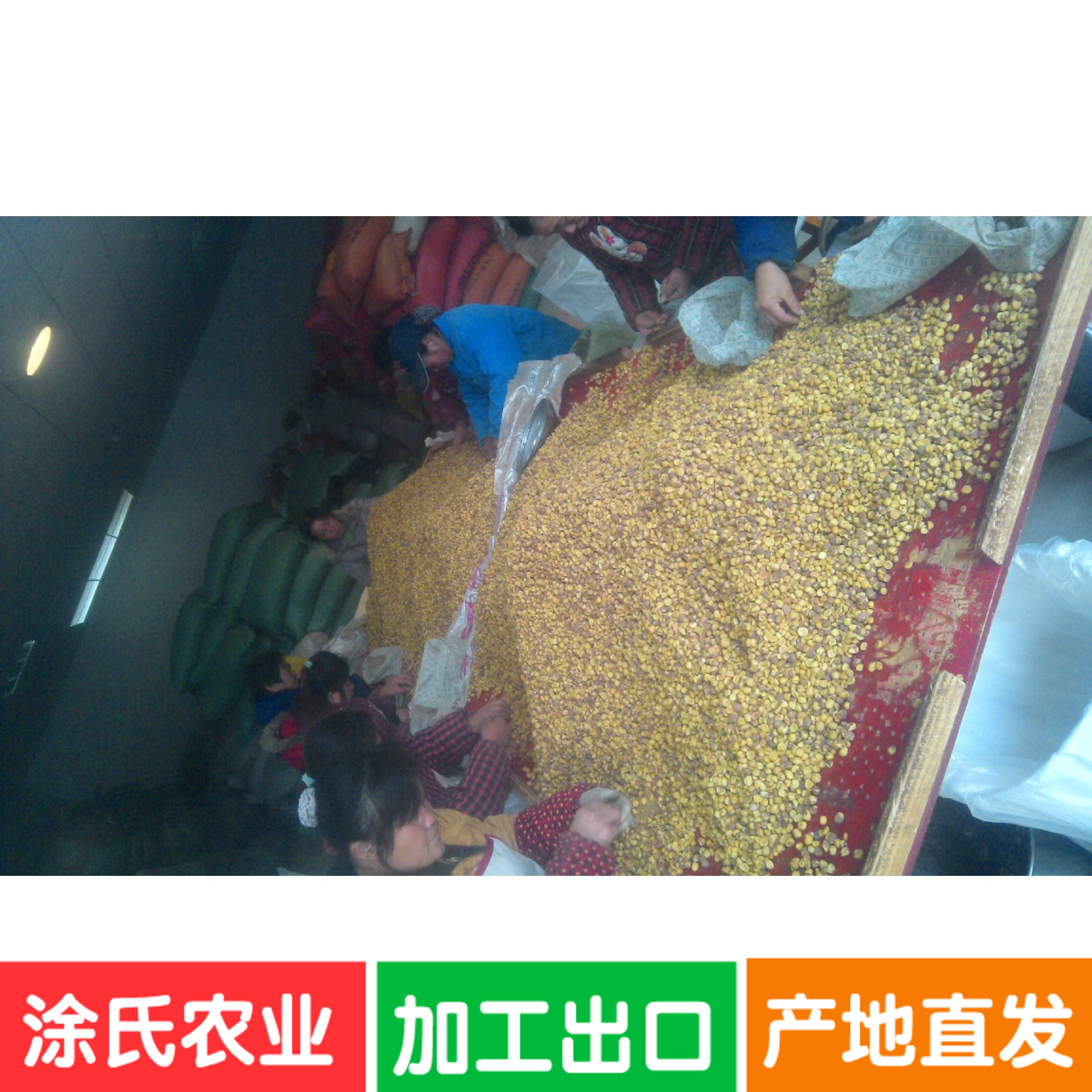 茶籽仁Tea seed Green tea seed绿茶籽.茶叶籽.青茶籽.产地直发|ms