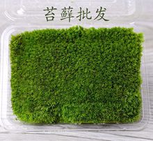 苔藓微景观 风干\新鲜白发藓小白发 配件素材 盒装 室内苔藓墙