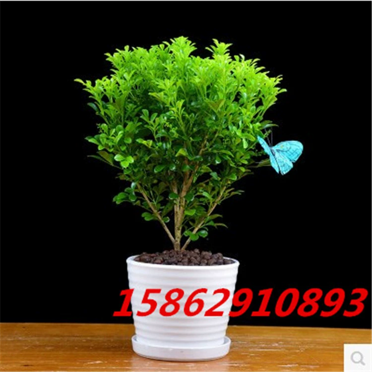 Милан цветы в горшках зеленые растения крытый двор балкон вечнозеленый рис в горшках саженцы орхидей бонсай Four Seasons Цветочный аромат