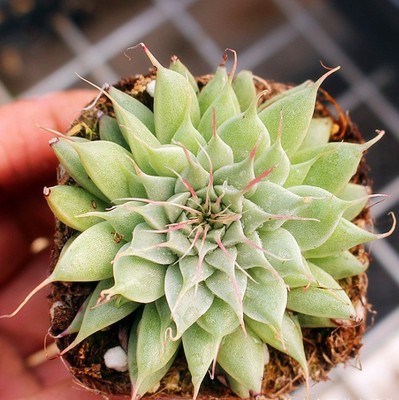 银星皇冠 多肉植物 多肉花卉组合盆栽肉肉植物带盆发货 大棚批发