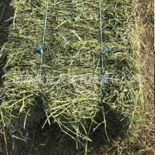 紫花苜蓿草草捆牛場羊場賽馬場牧草新草 今年新草現貨廠家批發