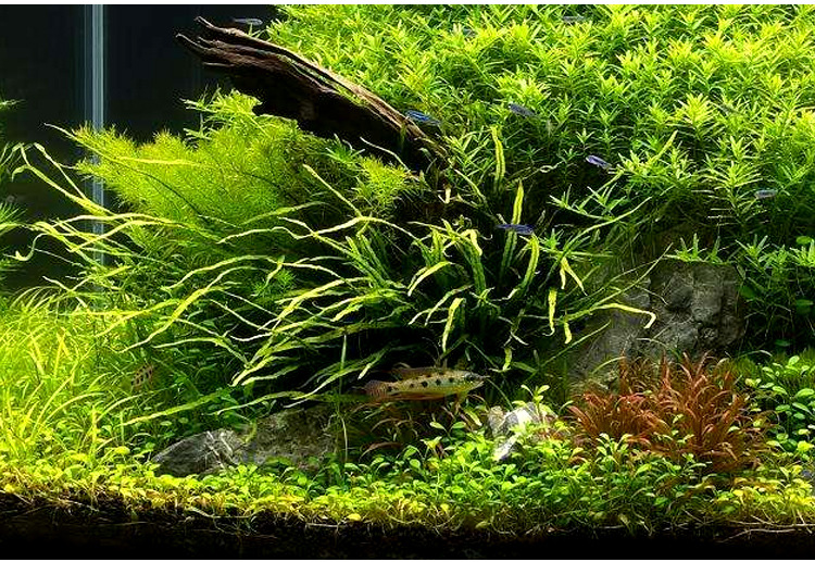 细叶铁皇冠水草真水草活体批发水族装饰观赏水草好养淡水植物批发 阿里巴巴