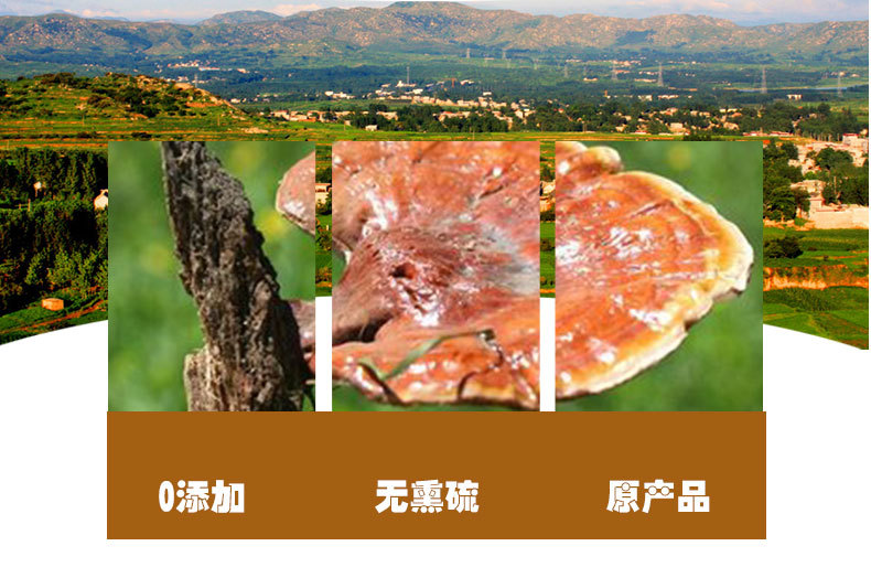 Reishi Mushroom Slices (Ganoderma lucidum) — Dried Chi Zhi from Changbai Mountain, Jilin quality and texture