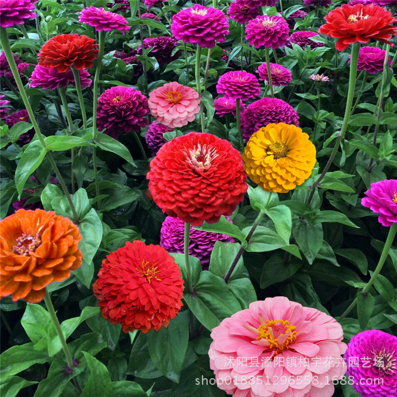 百日草种子四季播种百日菊种子庭院种植花海造景观花百日草花种籽