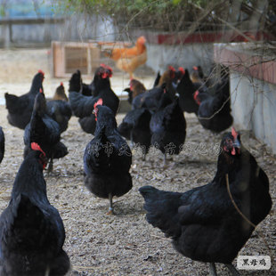 Черный петух гора черная курица саженцы горные горы саженцы для клена животные жизни Гуанчжоу куриные саженцы оптом
