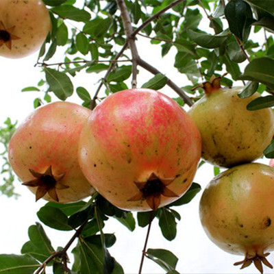 批發北方石榴苗 突尼斯軟籽石榴 泰山大紅 提供種植技術 保濕運輸