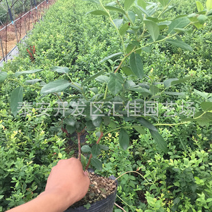 �{ݮ�����l ���Թ����� ���� �����Ϸ��Nֲ����Y�� �����{�{ݮ��