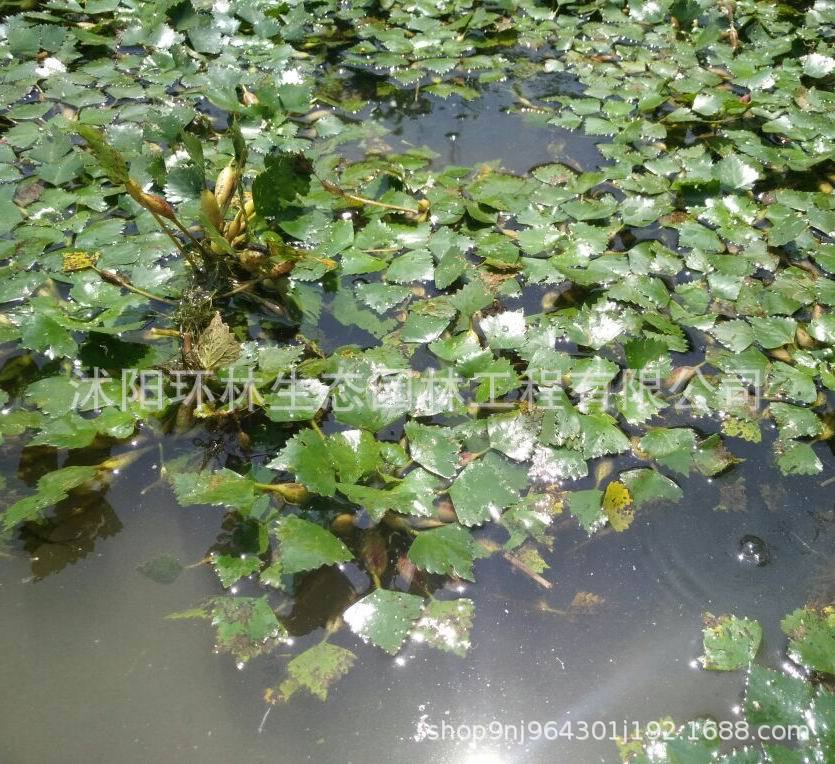 Водное растение Линцзяо Мяо