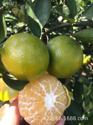大量批發皇帝柑柑子甜柑廣西皇帝柑武鳴皇帝柑廣西皇帝柑