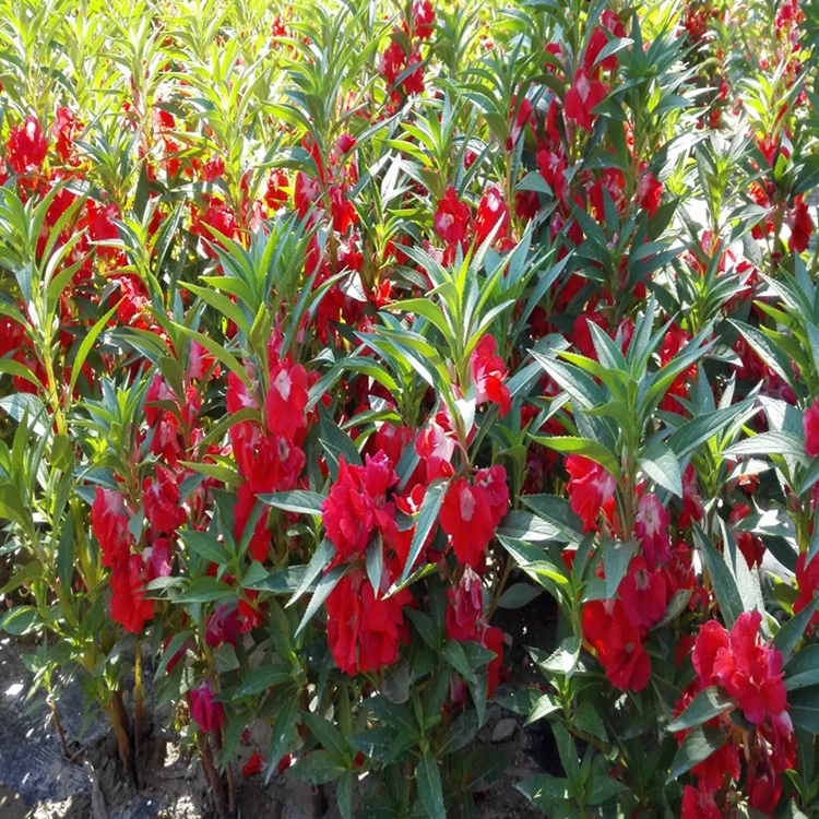 Травянистый Цветок Бесконечные Семена Озеленение Горшечный Цветок Море Декоративные Растения Скорость Проращивания Высокое Количество Скидка