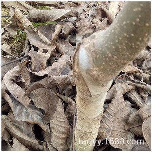 �Ĵ����Ҙ������ ���Ҙ���r������Xһ�w  �߮a���a ���������l