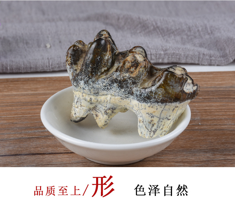 Qing Long Chi (Dragon Tooth Fossil) — Bulk 500g Mineral Herb, Daodi Quality key features
