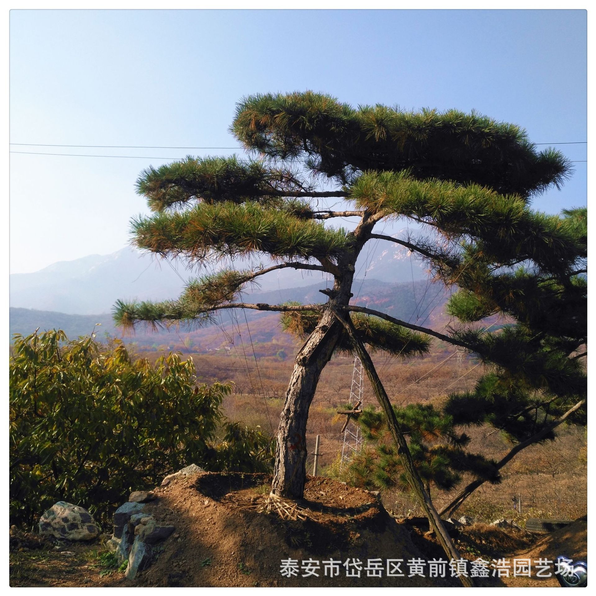 景观油松手绘图,油松手绘图,景观手绘_大山谷图库
