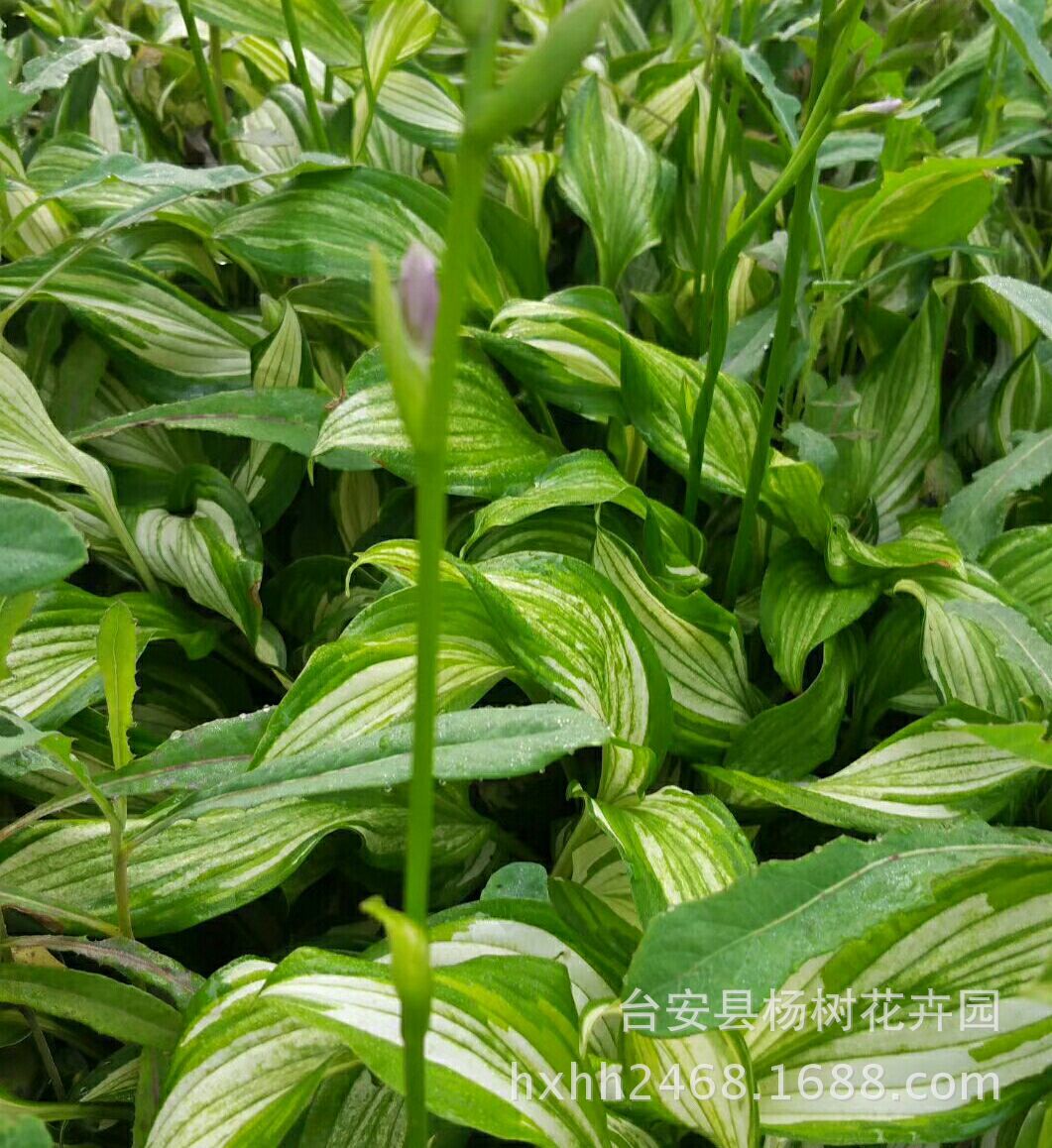 耐寒耐荫宿根花卉白花玉簪紫花玉簪花叶玉簪金边玉簪银边玉簪绿化-阿里巴巴