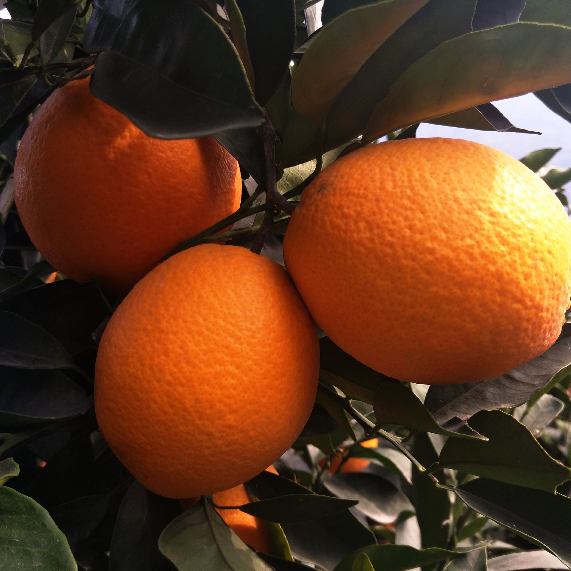 四川大涼山雷波臍橙紐荷爾當季新鮮水果冰糖橙子産地直發10斤