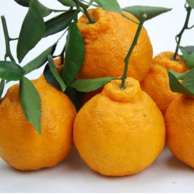 四川不知火丑橘丑八怪新鲜好吃耙耙柑春见新鲜水果柑橘一件代发|ms