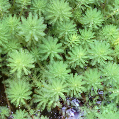 水生態治理,水生植物浮床,生物浮島,浮水型種植—粉綠狐尾草