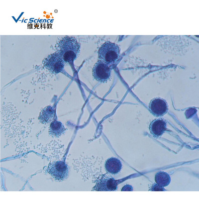 厂家现货批发曲霉装片 生物切片 植物类 菌类 显微镜用切片